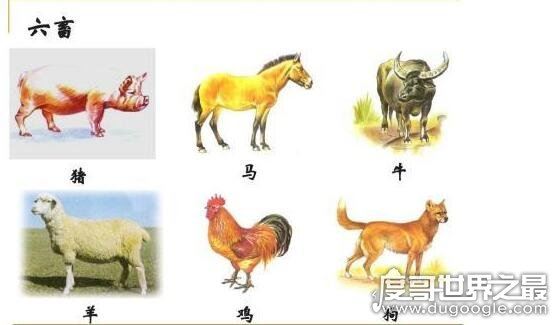 六畜指的是什么,泛指家畜(给人们生活带来保障的动物)