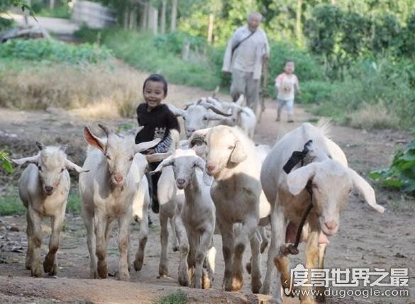 六畜指的是什么，泛指家畜(给人们生活带来保障的动物)