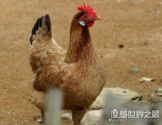 六畜指的是什么，泛指家畜(给人们生活带来保障的动物)