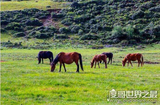 六畜指的是什么,泛指家畜(给人们生活带来保障的动物)