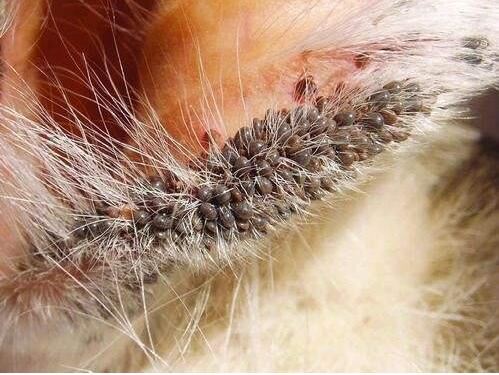 世界10大最恶心的寄生虫，龙线虫最恶心(一条长几十厘米)