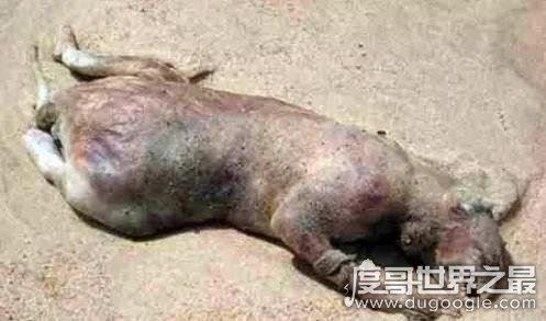 澳大利亚本耶普怪兽之谜，传说中食人兽(疑似远古生物双门齿兽)