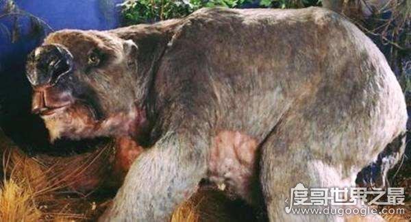 澳大利亚本耶普怪兽之谜，传说中食人兽(疑似远古生物双门齿兽)