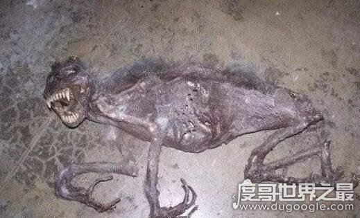 澳大利亚本耶普怪兽之谜,传说中食人兽(疑似远古生物双门齿兽)