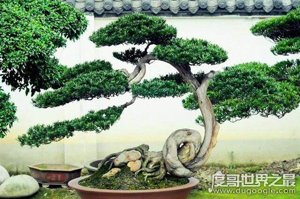 盆景艺术五大流派,盘点中国盆景艺术五大流派特点
