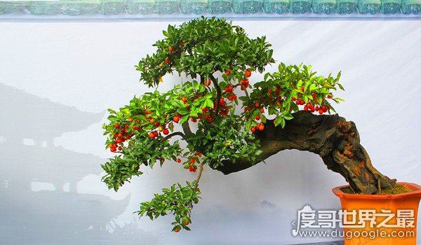 盆景艺术五大流派,盘点中国盆景艺术五大流派特点