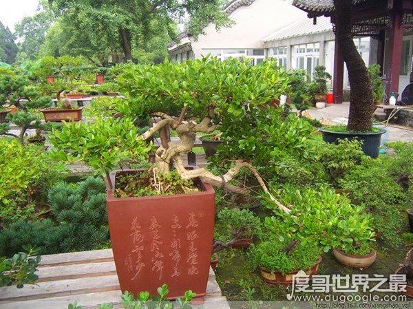 盆景艺术五大流派,盘点中国盆景艺术五大流派特点