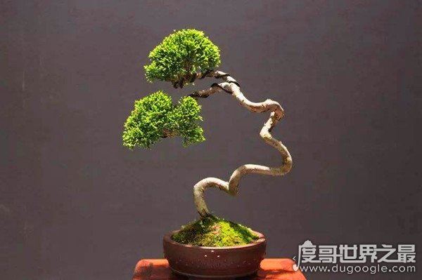 盆景艺术五大流派，盘点中国盆景艺术五大流派特点