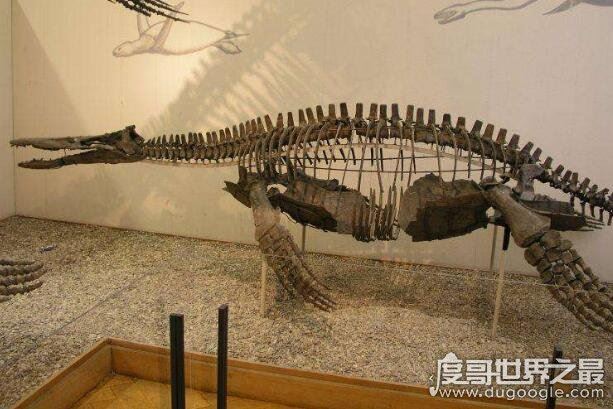 史前巨兽滑齿龙，体型巨大攻击力强还非常善于偷袭