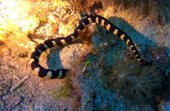 世界上最毒的蛇排名，海蛇/内陆太攀蛇并列第一(毒蛇之王)