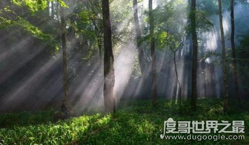 神农架棺材兽真的存在吗，传说长得像牛头马面(至今未证实)