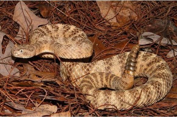 世界上最毒的蛇排名，海蛇/内陆太攀蛇并列第一(毒蛇之王)