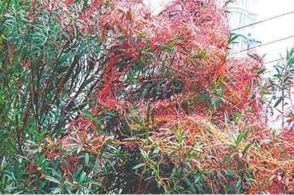 世界十大吃人植物，食人树/食人花真实身份大揭秘