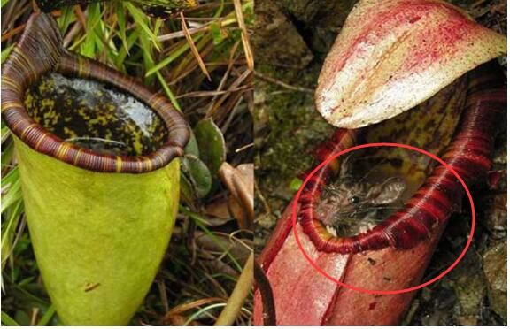 世界十大吃人植物，食人树/食人花真实身份大揭秘