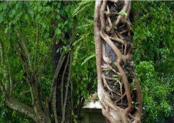 世界十大吃人植物，食人树/食人花真实身份大揭秘