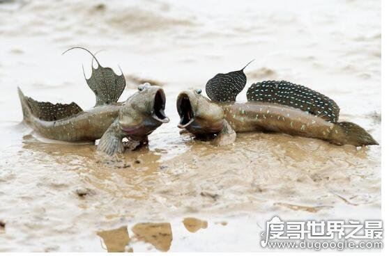 世界上最奇特的鱼,弹涂鱼(一种能够用胸鳍爬树的鱼)