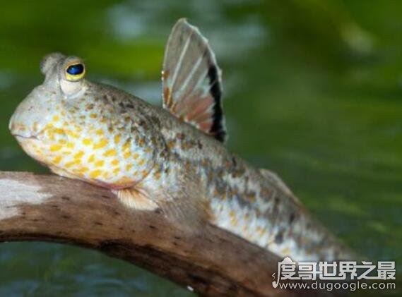 世界上最奇特的鱼,弹涂鱼(一种能够用胸鳍爬树的鱼)