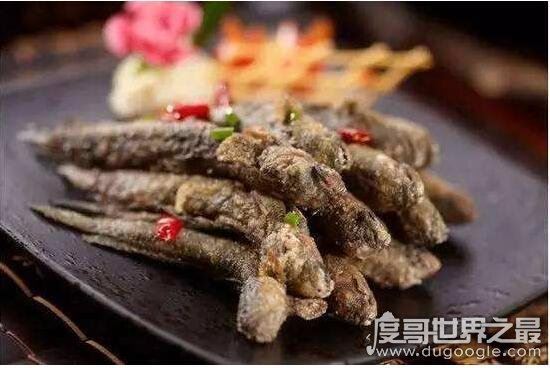 世界上最奇特的鱼，弹涂鱼(一种能够用胸鳍爬树的鱼)