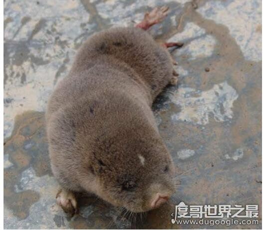 地羊是什么动物，它学名中华鼢鼠(拥有超强挖洞能力)
