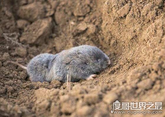 地羊是什么动物，它学名中华鼢鼠(拥有超强挖洞能力)