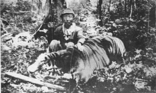 吉尼斯纪录世界上最大的野生老虎，长3.3米/重384公斤