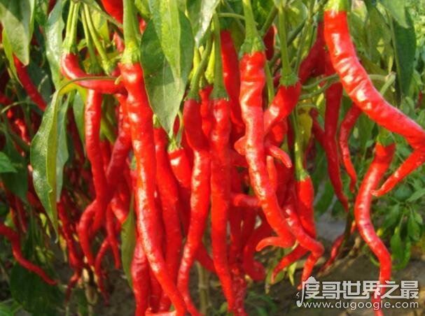 切辣椒后手很辣怎么办，5个妙招帮你快速缓解(食醋洗手最受欢迎)
