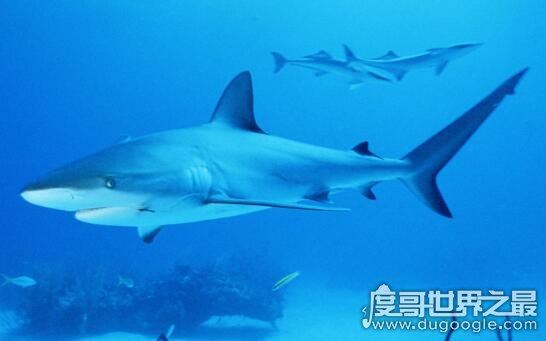 世界上最好斗的鲨鱼，牛鲨(对人类的威胁最大)