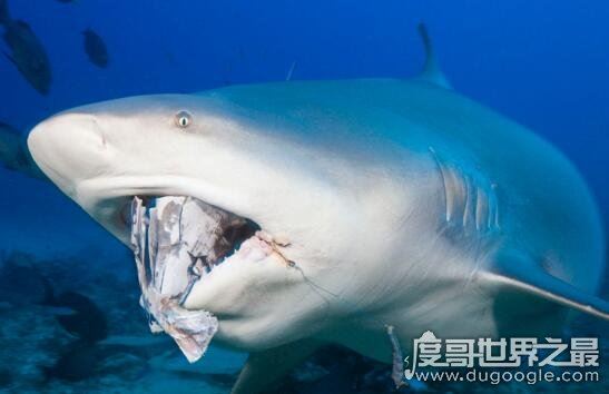 世界上最好斗的鲨鱼，牛鲨(对人类的威胁最大)