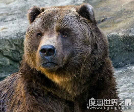 世界上最大的熊,科迪亚克棕熊(最大可达3米多高1600斤重)