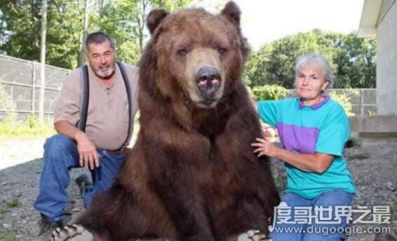 世界上最大的熊，科迪亚克棕熊(最大可达3米多高1600斤重)
