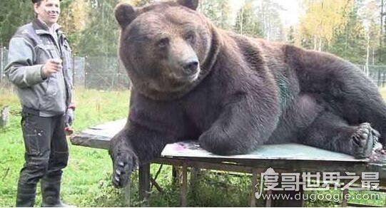 世界上最大的熊，科迪亚克棕熊(最大可达3米多高1600斤重)