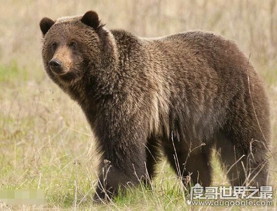 世界上最大的熊，科迪亚克棕熊(最大可达3米多高1600斤重)