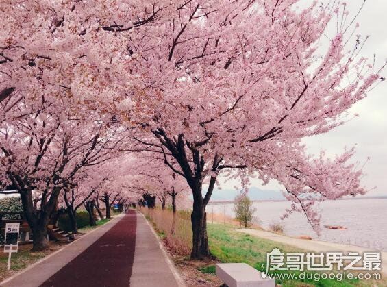 走花路是什么意思，饭圈常用语(希望一切顺利有好事发生)