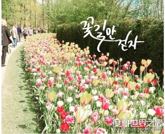 走花路是什么意思，饭圈常用语(希望一切顺利有好事发生)