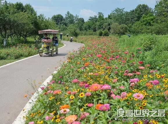 走花路是什么意思，饭圈常用语(希望一切顺利有好事发生)