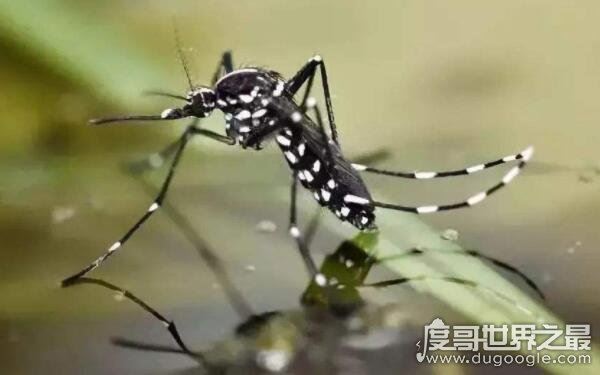 哪种蚊子最毒,急性虫媒传染病源头(花斑蚊)