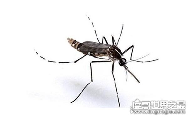 哪种蚊子最毒，急性虫媒传染病源头（花斑蚊）