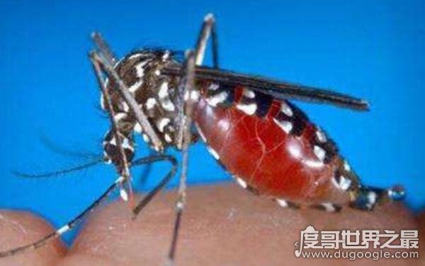 哪种蚊子最毒，急性虫媒传染病源头（花斑蚊）