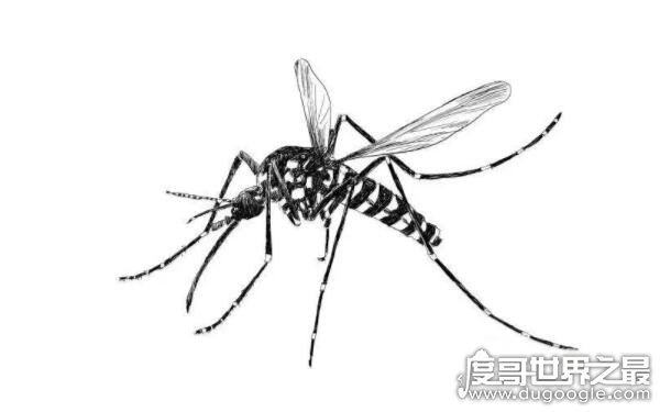 哪种蚊子最毒，急性虫媒传染病源头（花斑蚊）