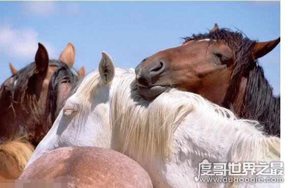 马是怎么睡觉的，大部分都是站着睡觉(它们也会躺着休息)