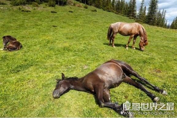 马是怎么睡觉的，大部分都是站着睡觉(它们也会躺着休息)
