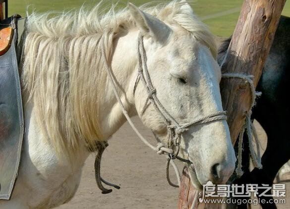 马是怎么睡觉的，大部分都是站着睡觉(它们也会躺着休息)