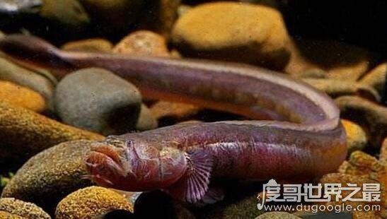 狼牙虾虎鱼生命力顽强，头被斩断还依旧活蹦乱跳