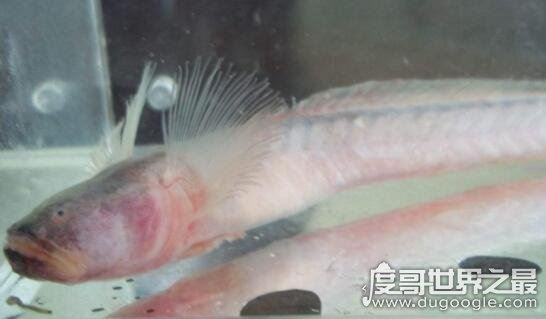 狼牙虾虎鱼生命力顽强,头被斩断还依旧活蹦乱跳