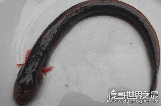 狼牙虾虎鱼生命力顽强，头被斩断还依旧活蹦乱跳