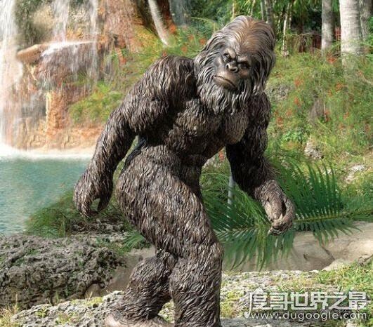 澳大利亚野人幽威,拥有高智商疑似人类近亲
