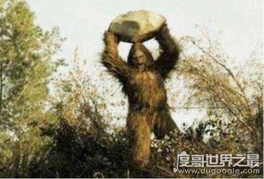 澳大利亚野人幽威，拥有高智商疑似人类近亲