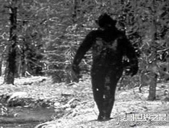 澳大利亚野人幽威,拥有高智商疑似人类近亲