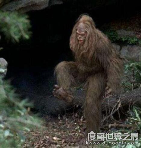 澳大利亚野人幽威，拥有高智商疑似人类近亲