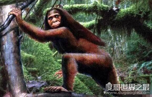 澳大利亚野人幽威，拥有高智商疑似人类近亲